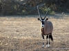 oryx-kalahari