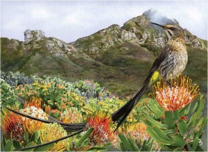 Ornithologisch-tour