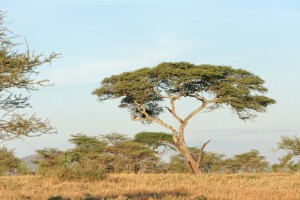 Tansania