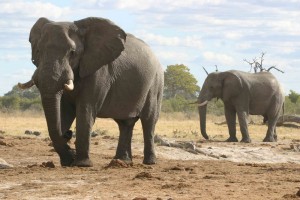 botswana explorer