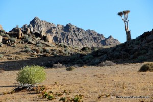 Koecherbaum bei Eksteenfontein