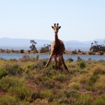 giraffe in inverdorn