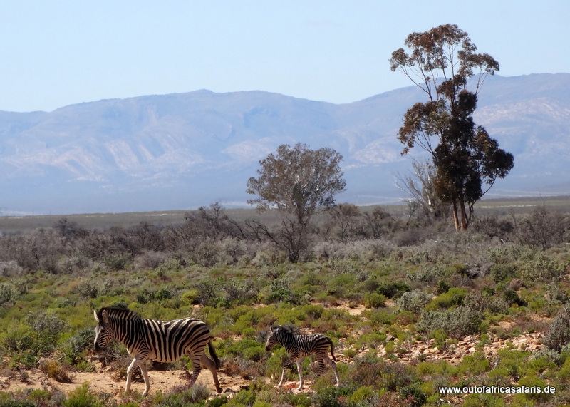 zebra mit jungem in inverdorn