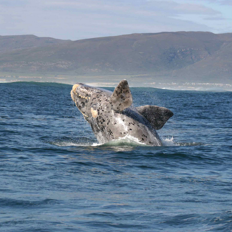 Wale in Hermanus