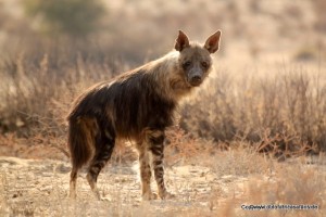 brown hyena-001